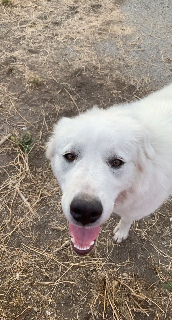 Safe Great Pyrenees in Atascadero, CA