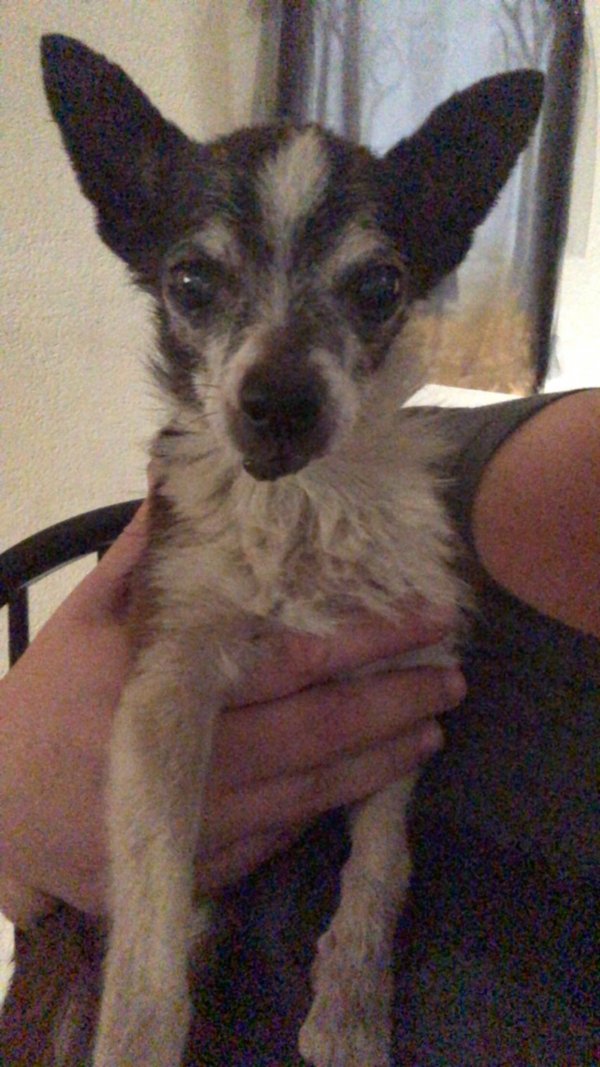 Safe Chihuahua in Tyler, TX