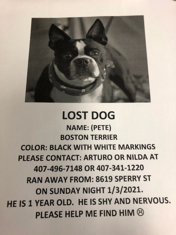 Safe Boston Terrier in Orlando, FL