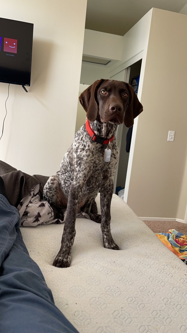 Safe German Shorthaired Pointer in Temecula, CA