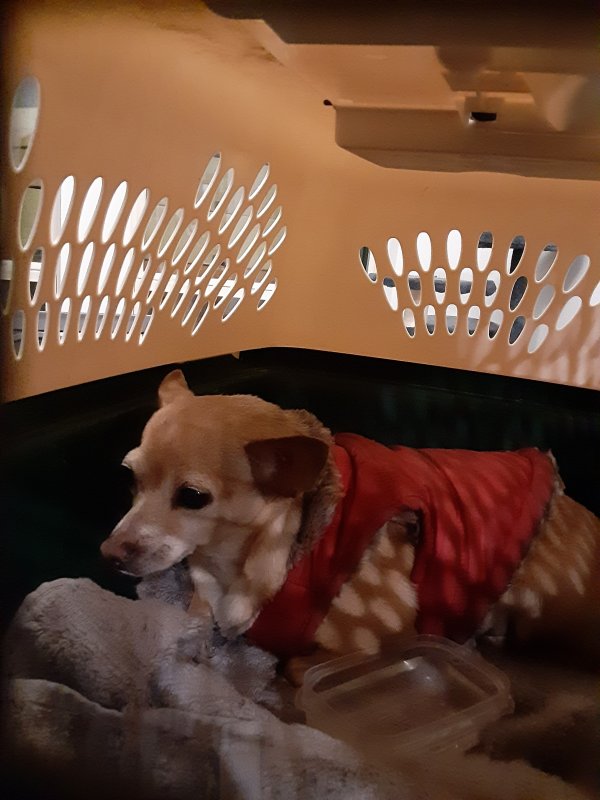 Safe Chihuahua in Newark, TX