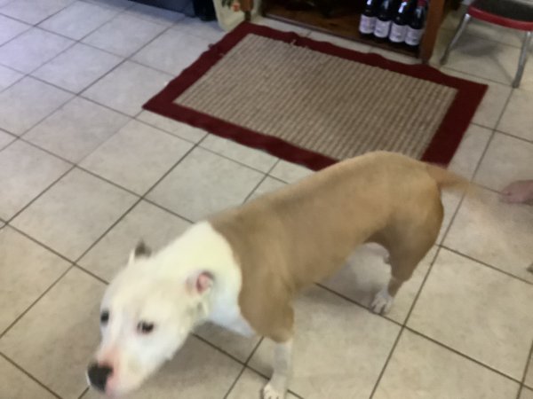 Safe Pit Bull in Bowling Green, KY