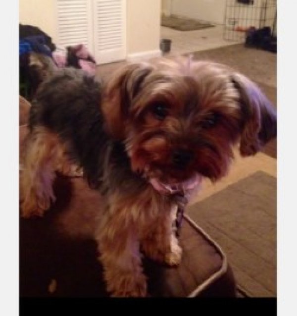 Safe Yorkshire Terrier in Green Cove Springs, FL