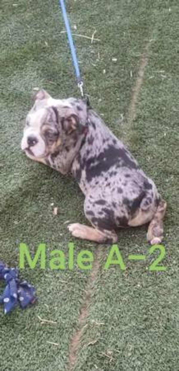 Safe English Bulldog in Waddell, AZ