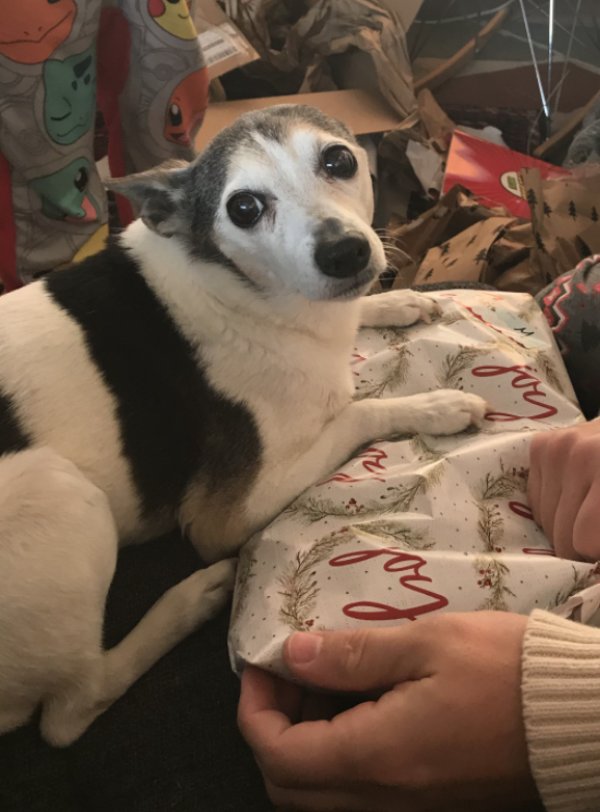 Safe Rat Terrier in Canandaigua, NY