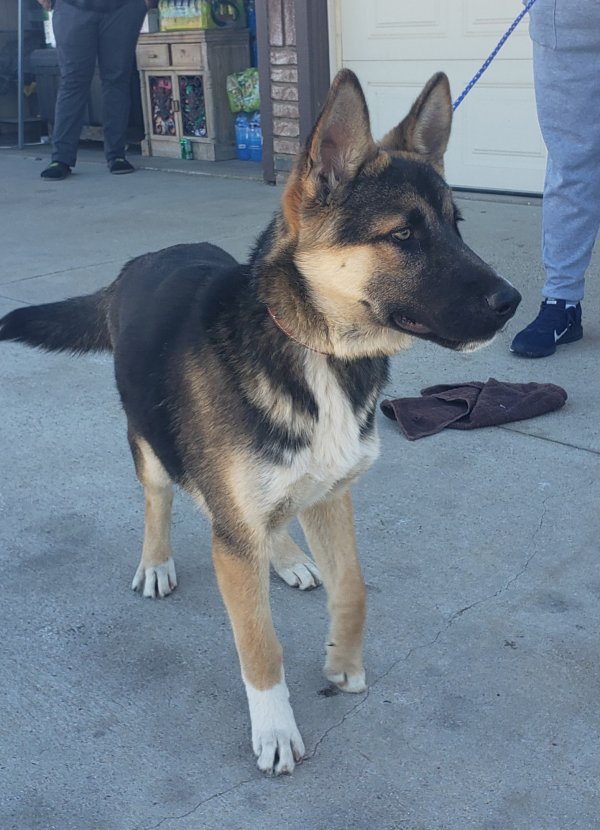 Safe German Shepherd Dog in Nuevo, CA US