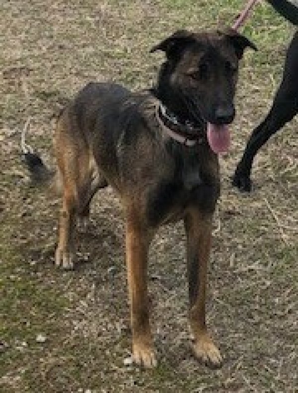 Safe Belgian Malinois in Rehoboth, MA
