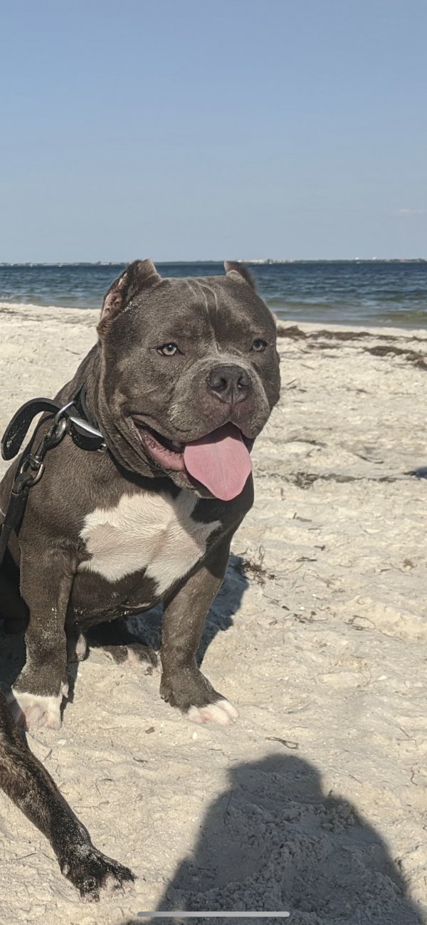 Safe Pit Bull in Clearwater, FL