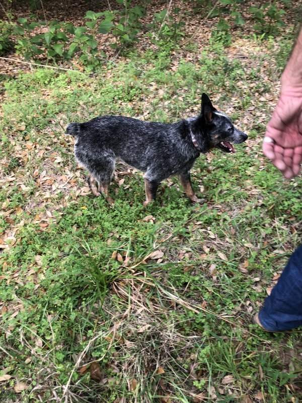 Safe Australian Cattle Dog in Baytown, TX