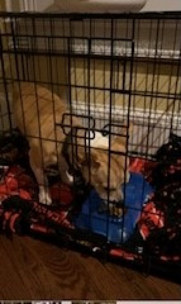 Safe Jack Russell Terrier in Alpharetta, GA