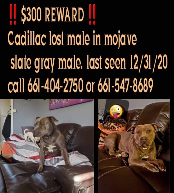 Safe Staffordshire Bull Terrier in Mojave, CA