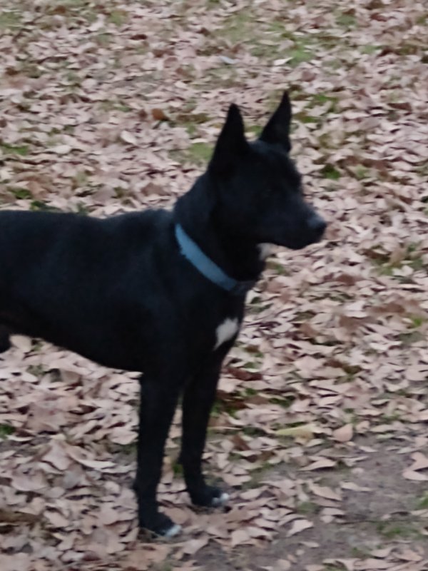 Safe German Shepherd Dog in Conyers, GA