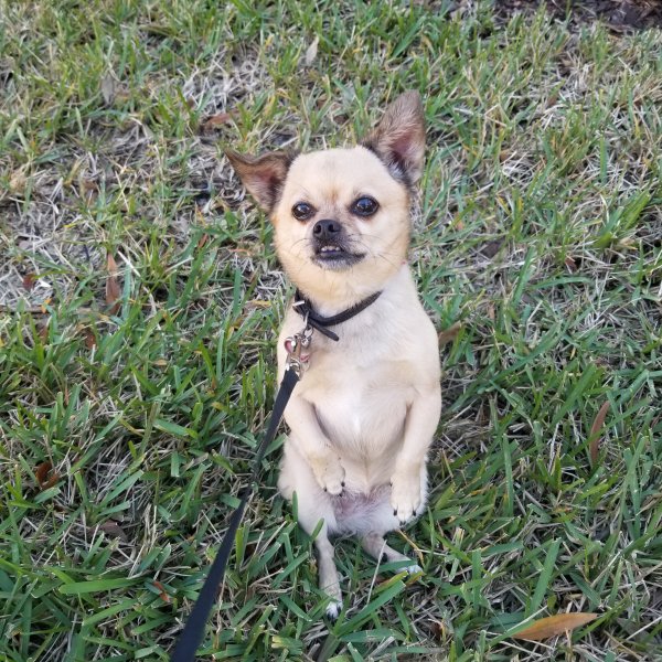 Safe Chihuahua in Seminole, FL