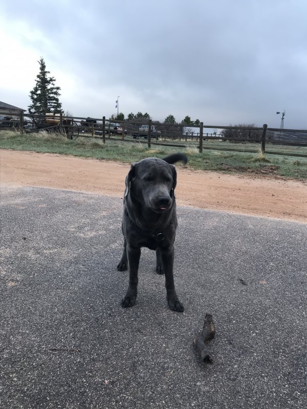 Safe Labrador Retriever in Sedalia, CO