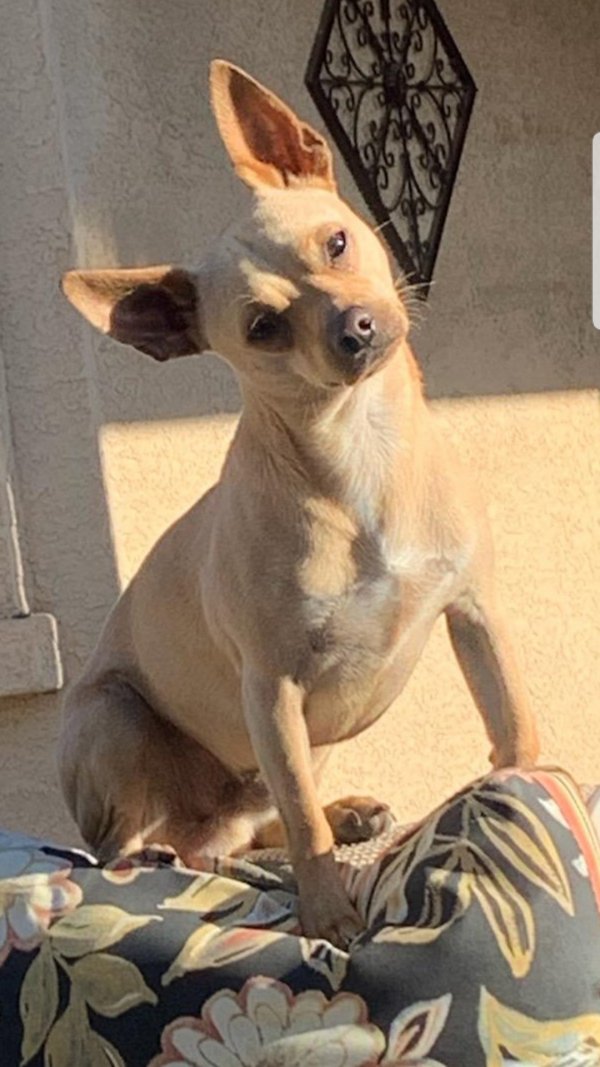 Safe Chihuahua in Avondale, AZ