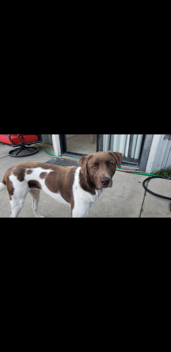 Safe German Shorthaired Pointer in Antelope, CA