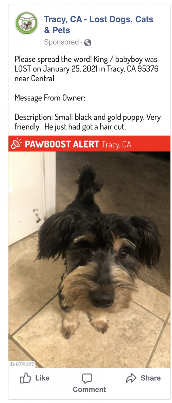 Safe Yorkshire Terrier in Tracy, CA