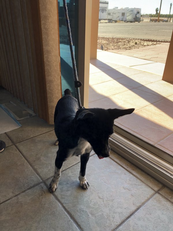 Safe Chihuahua in Yuma, AZ