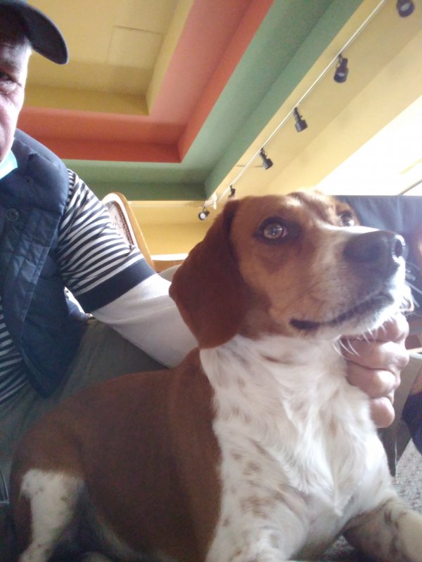 Safe Beagle in Tulsa, OK