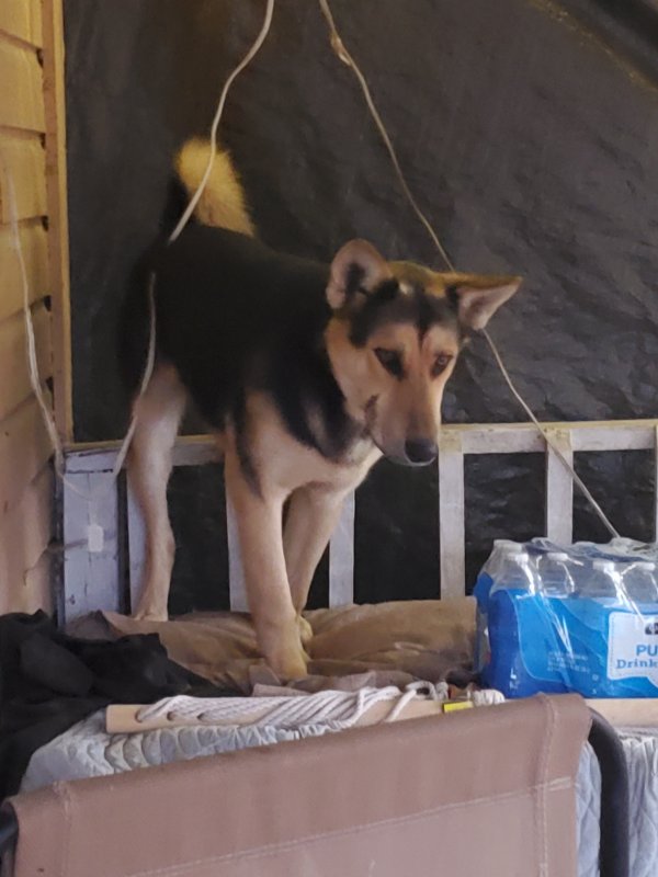 Safe German Shepherd Dog in Sulphur Springs, TX