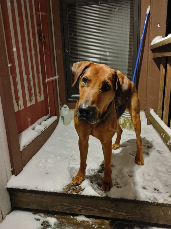 Safe Bloodhound in Cincinnati, OH