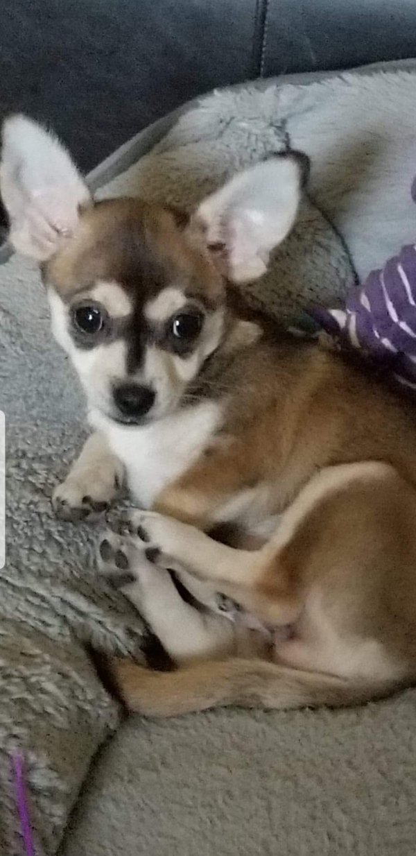 Safe Chihuahua in Balch Springs, TX