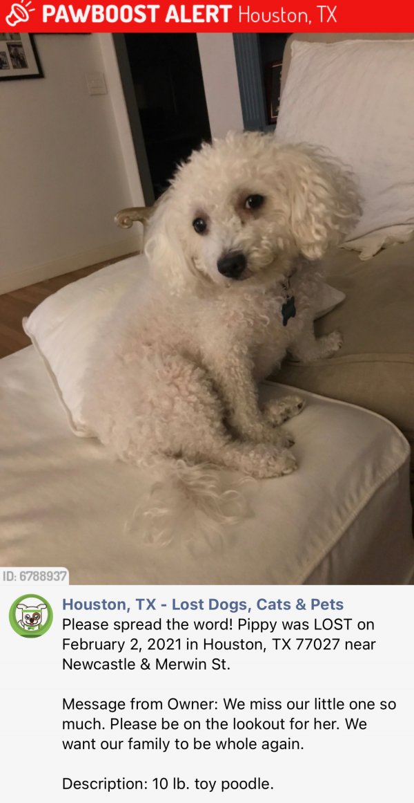 Safe Poodle in Houston, TX