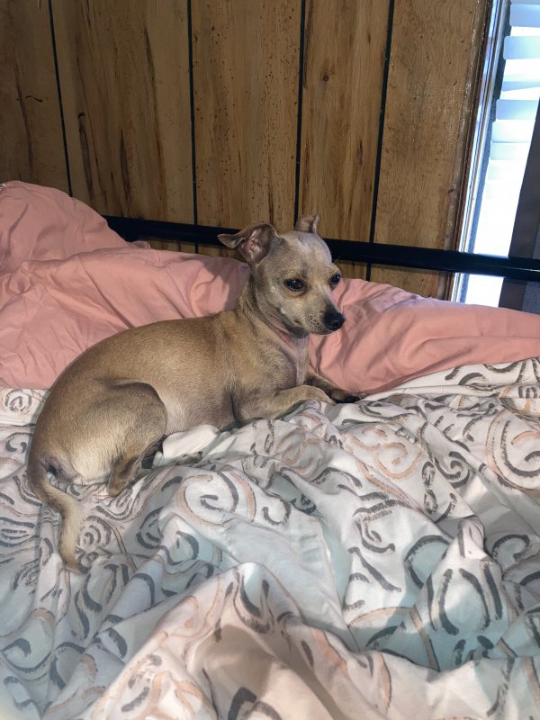 Safe Chihuahua in Apopka, FL