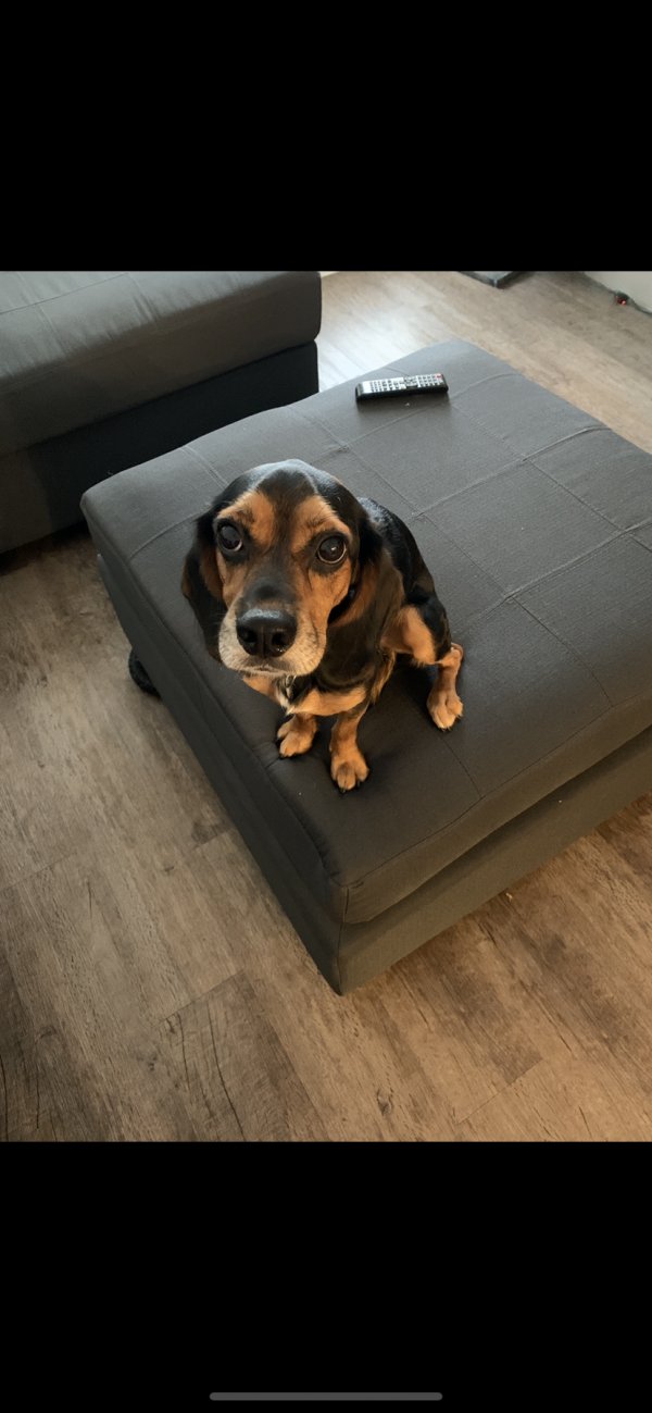 Safe Beagle in Katy, TX