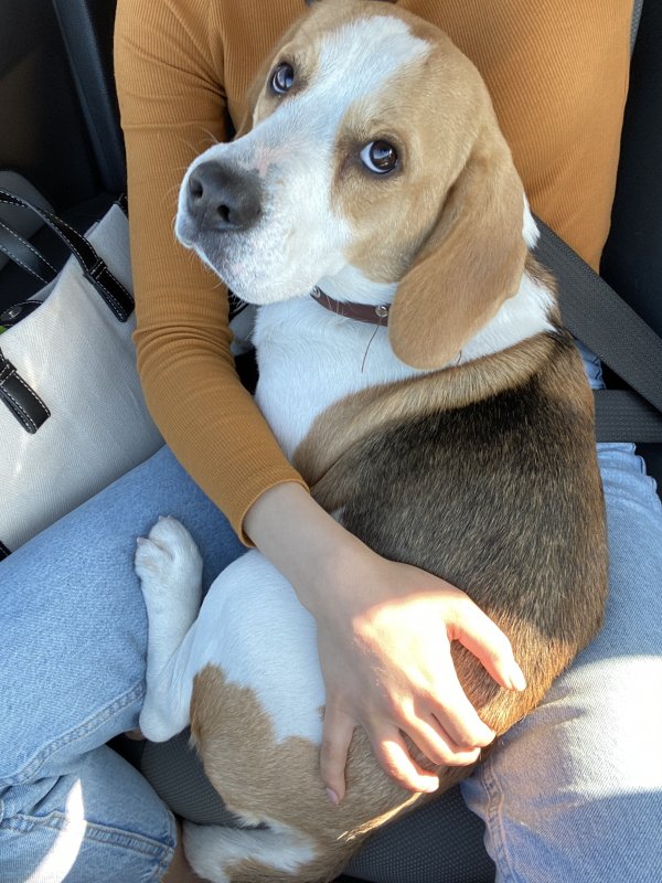 Safe Beagle in Yucca Valley, CA