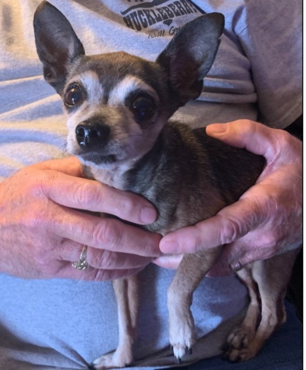 Found Chihuahua Dog in Phoenix, AZ US (85032) Fido Finder