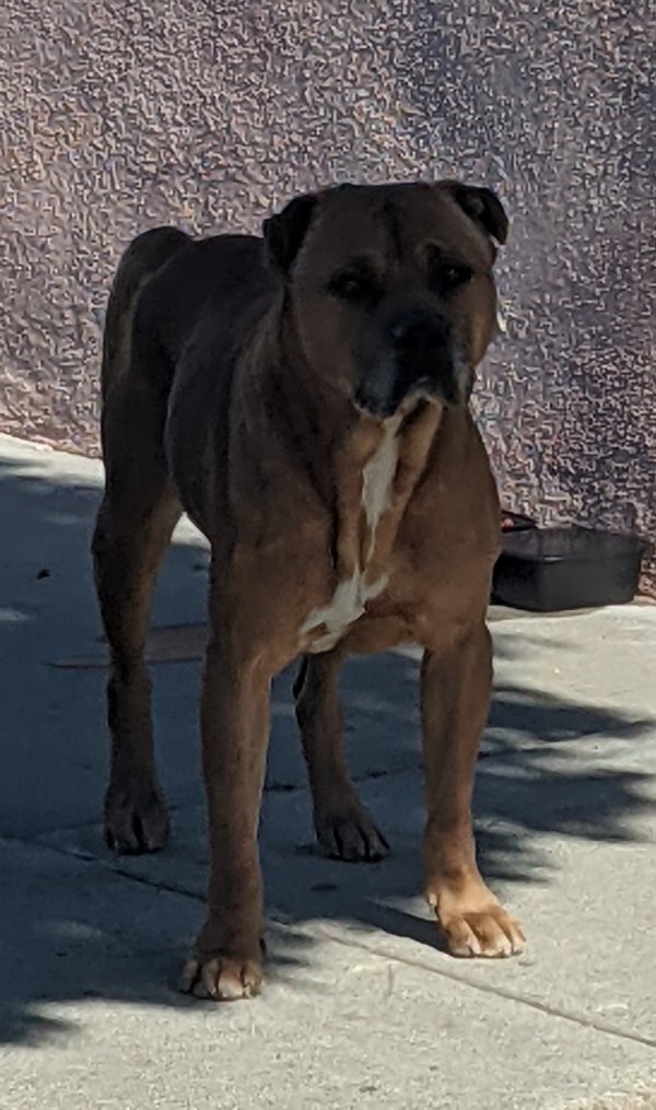 Safe Dog in Lynwood, CA