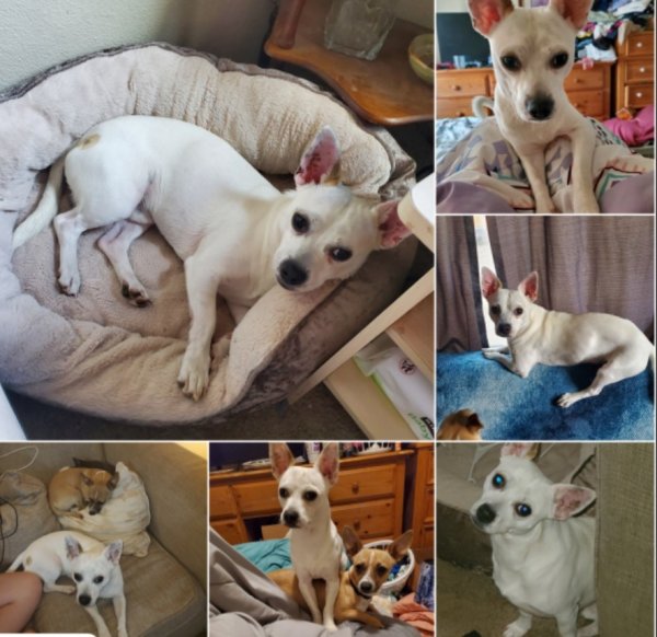 Safe Chihuahua in Yakima, WA