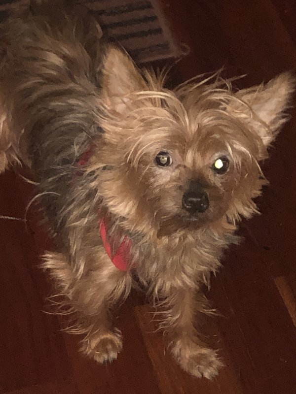 Safe Yorkshire Terrier in Springfield Gardens, NY