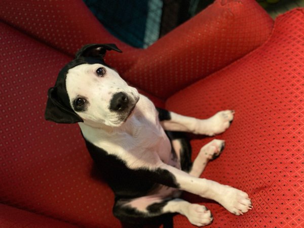 Lost American Staffordshire Terrier in Herndon, VA US
