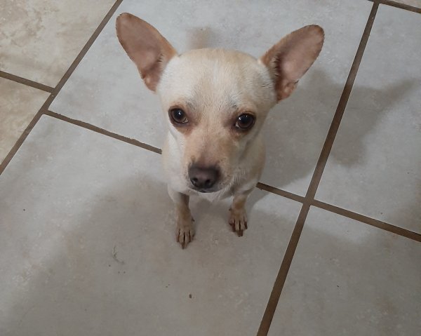 Safe Chihuahua in Phelan, CA