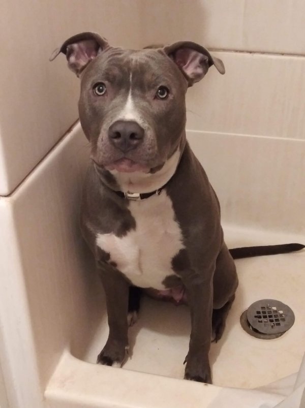 Safe Pit Bull in Richmond, IN US