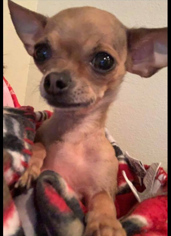 Safe Chihuahua in Yuma, AZ