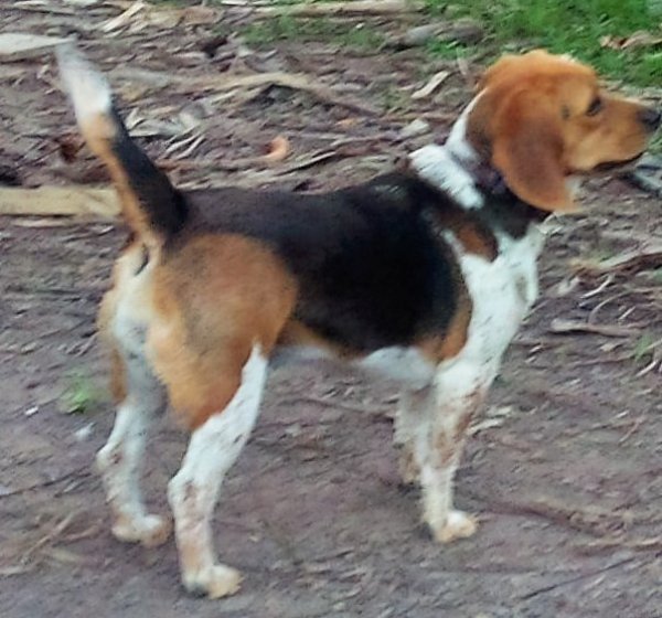 Lost Beagle 