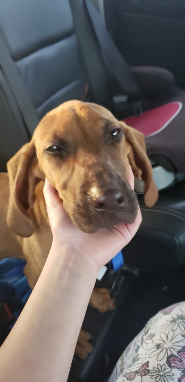 Safe Bloodhound in Charlotte, NC