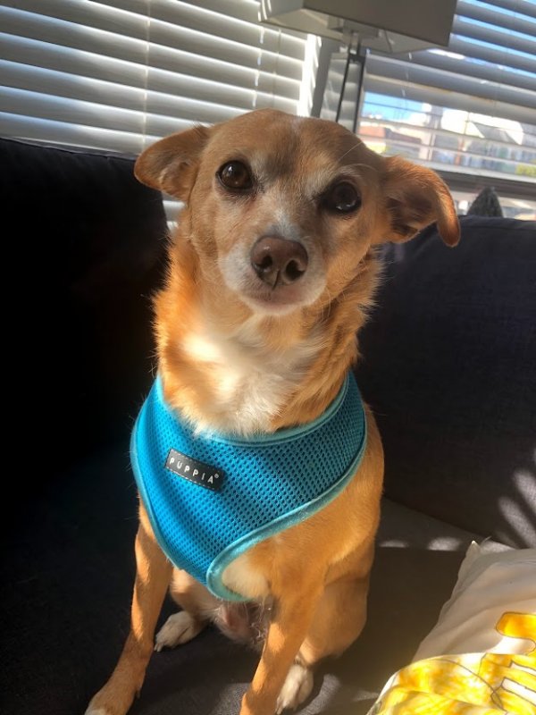 Safe Chihuahua in Carmichael, CA US