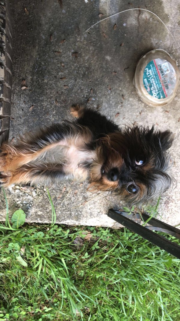 Safe Yorkshire Terrier in Pikesville, MD