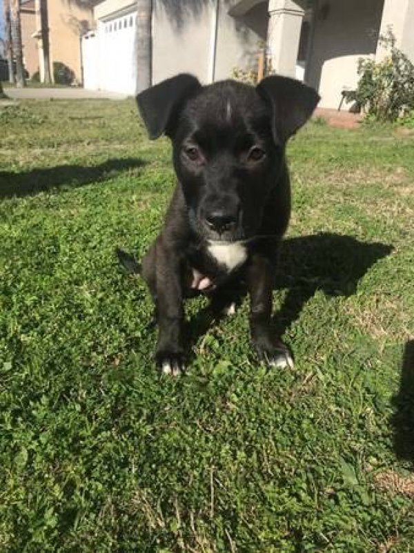 Safe American Staffordshire Terrier in Atwater, CA