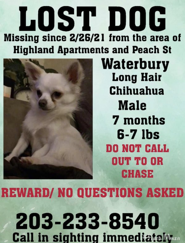 Safe Chihuahua in Waterbury, CT