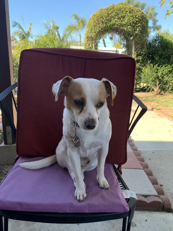 Safe Jack Russell Terrier in Midway City, CA