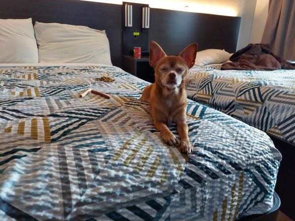 Safe Chihuahua in San Bernardino, CA
