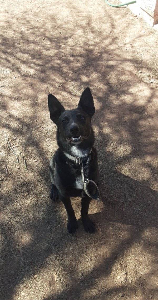 Safe German Shepherd Dog in Arizona City, AZ