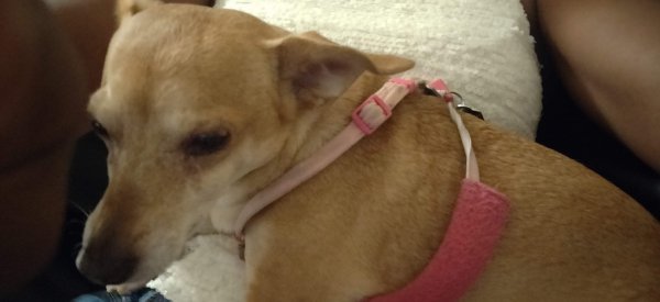 Safe Chihuahua in Mira Loma, CA