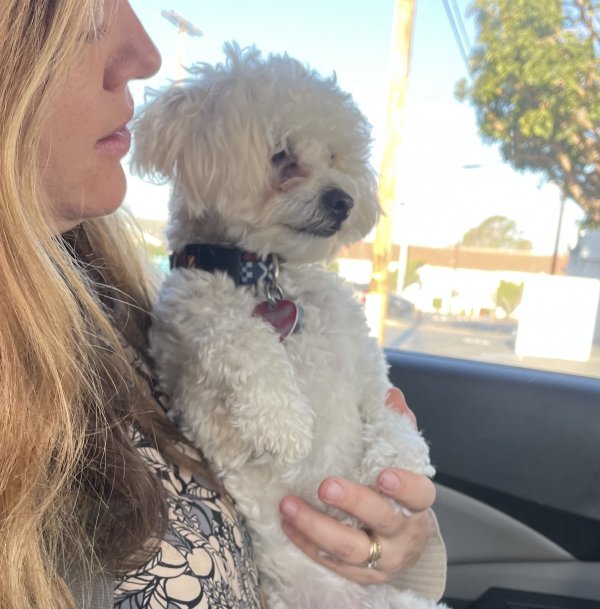 Safe Poodle in Malibu, CA