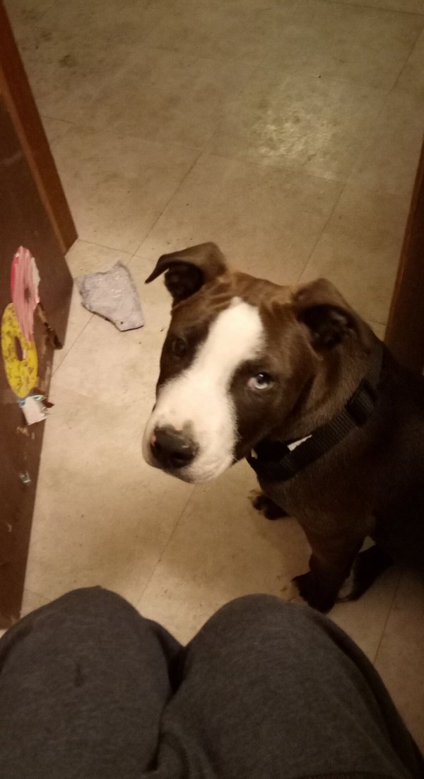Safe Pit Bull in Alamosa, CO